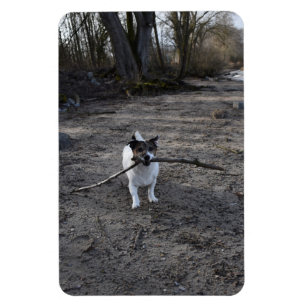Capo von Oppenheim, Jack Russell Terrier Dog Magneet