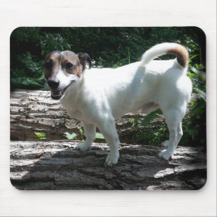 Capo von Oppenheim Jack Russell Terrier, Dog Muismat
