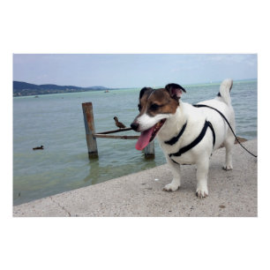 Capo von Oppenheim, Jack Russell Terrier Dog Perfect Poster