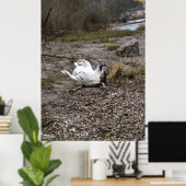 Capo von Oppenheim, Jack Russell Terrier dog Poster (Thuiskantoor)