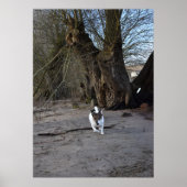 Capo von Oppenheim, Jack Russell Terrier Dog Poster (Voorkant)