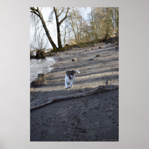 Capo von Oppenheim, Jack Russell Terrier dog Poster