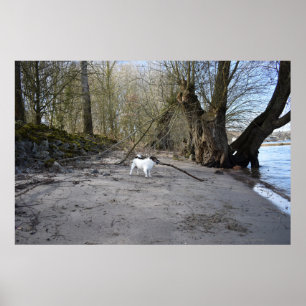 Capo von Oppenheim, Jack Russell Terrier Dog Poster
