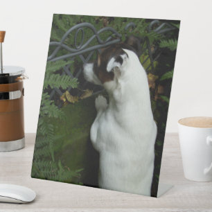 Capo von Oppenheim, Jack Russell Terrier Dog Reclamebord Met Voetstuk