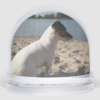 Capo von Oppenheim, Jack Russell Terrier Dog Sneeuwbol