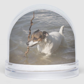 Capo von Oppenheim, Jack Russell Terrier Dog Sneeuwbol