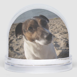 Capo von Oppenheim, Jack Russell Terrier Dog Sneeuwbol