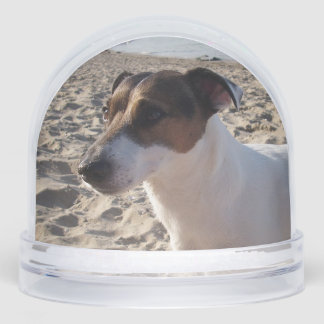 Capo von Oppenheim, Jack Russell Terrier Dog Sneeuwbol