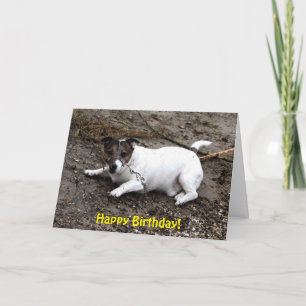Capo von Oppenheim Jack Russell Terrier, Hond Kaart