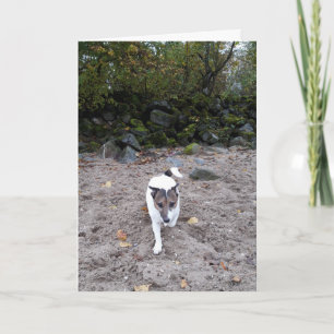 Capo von Oppenheim Jack Russell Terrier, Hond Kaart