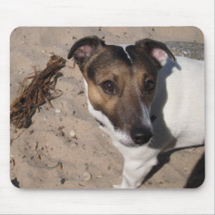 Capo von Oppenheim Jack Russell Terrier, Hond Muismat