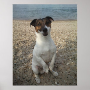 Capo von Oppenheim, Jack Russell Terrier hond Poster