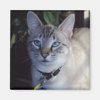 Cappuccino de kat magneet