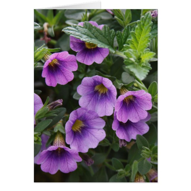 Capra-kaart 003 A (Voorkant)