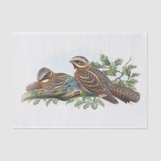 Caprimulgus Ruficollis, Ontvapt Tissuepapier (Voorkant)