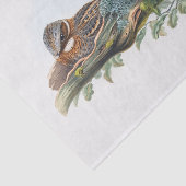 Caprimulgus Ruficollis, Ontvapt Tissuepapier (Detail)