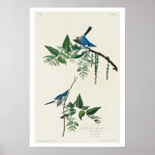 Capteur de mouches bleu-gris par Audubon Poster