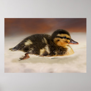 Captivating Close-Up van een Natte Duckling Poster