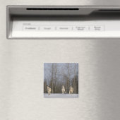 Captive, Duluth, Minnesota, VS 2 Magneet (Insitu (Vaatwasser))