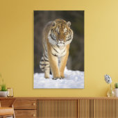Captive, Duluth, Minnesota, VS Canvas Afdruk (Insitu (Woonkamer))