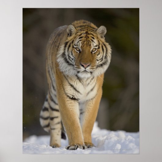 Captive, Duluth, Minnesota, VS Poster (Voorkant)