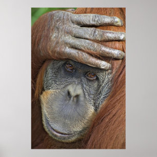 Captive female Sumatran Poster