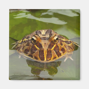 Captive, Nebraska, Verenigde Staten Magneet