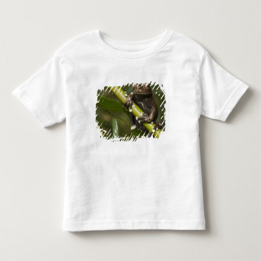 Captive Tapichalaca Tree Frog Hyloscirtus 2 Kinder Shirts (Voorkant)