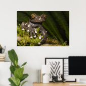 Captive Tapichalaca Tree Frog Hyloscirtus 3 Poster (Thuiskantoor)