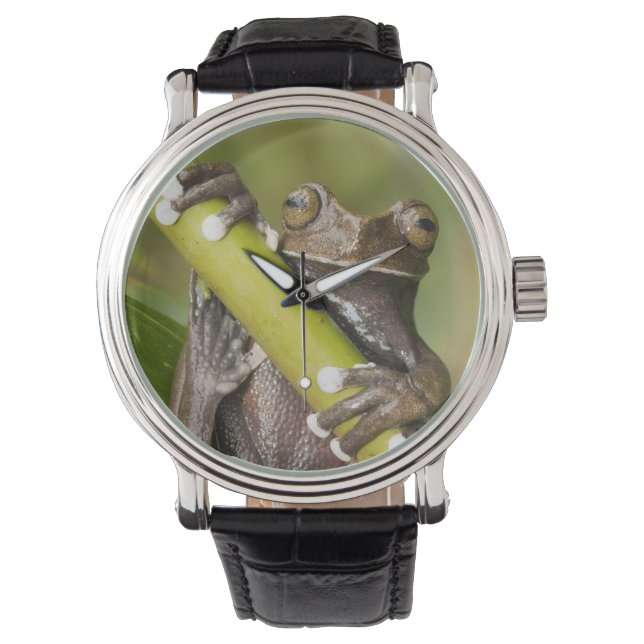 Captive Tapichalaca Tree Frog Hyloscirtus Horloge (Voorkant)