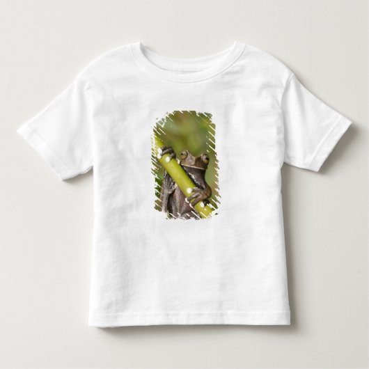 Captive Tapichalaca Tree Frog Hyloscirtus Kinder Shirts (Voorkant)