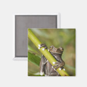 Captive Tapichalaca Tree Frog Hyloscirtus Magneet (Voorkant / Achterkant)