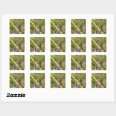 Captive Tapichalaca Tree Frog Hyloscirtus Vierkante Sticker (Vel)