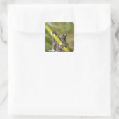 Captive Tapichalaca Tree Frog Hyloscirtus Vierkante Sticker (Tas)