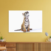 Captive, Zuid-Afrika 4 Canvas Afdruk (Insitu (Woonkamer))