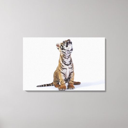 Captive, Zuid-Afrika 4 Canvas Afdruk (Voorkant)