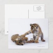 Captive, Zuid-Afrika Briefkaart (Voorkant / Achterkant)