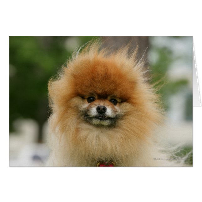 Capture d'écran de Poméranie regardant la caméra (Devant horizontal)