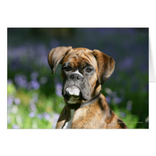 Capture d'écran du chien de boxe
