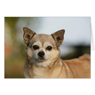 Capture d'écran du Chihuahua