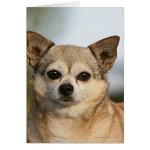 Capture d'écran du Chihuahua