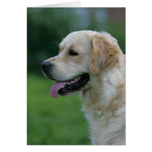 Capture d'écran Golden Retriever 2 2