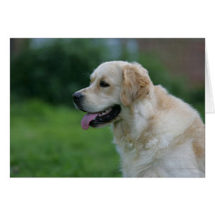 Capture d'écran Golden Retriever 2 2