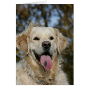 Capture d'écran Golden Retriever 3