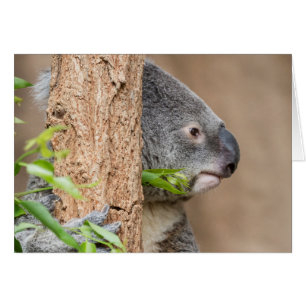 Capture d'écran Koala
