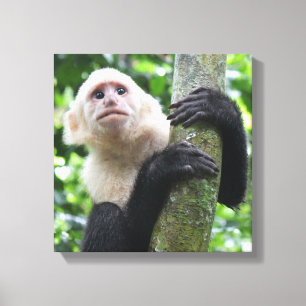 Capuchin-apenscanvasafdruk Canvas Afdruk