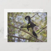 Capuchin, Guanacaste, Costa Rica Briefkaart (Voorkant / Achterkant)