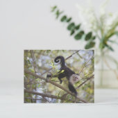 Capuchin, Guanacaste, Costa Rica Briefkaart (Staand voorkant)