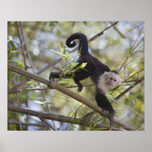 Capuchin, Guanacaste, Costa Rica Poster
