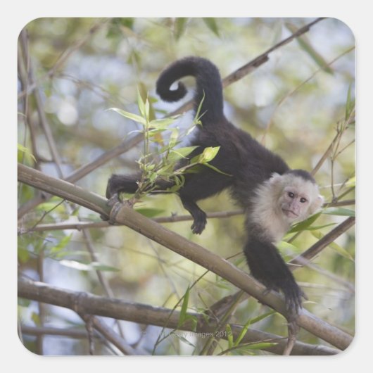 Capuchin, Guanacaste, Costa Rica Vierkante Sticker (Voorkant)